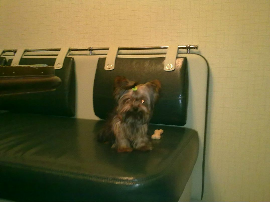 Наталья Шемякина | Москва