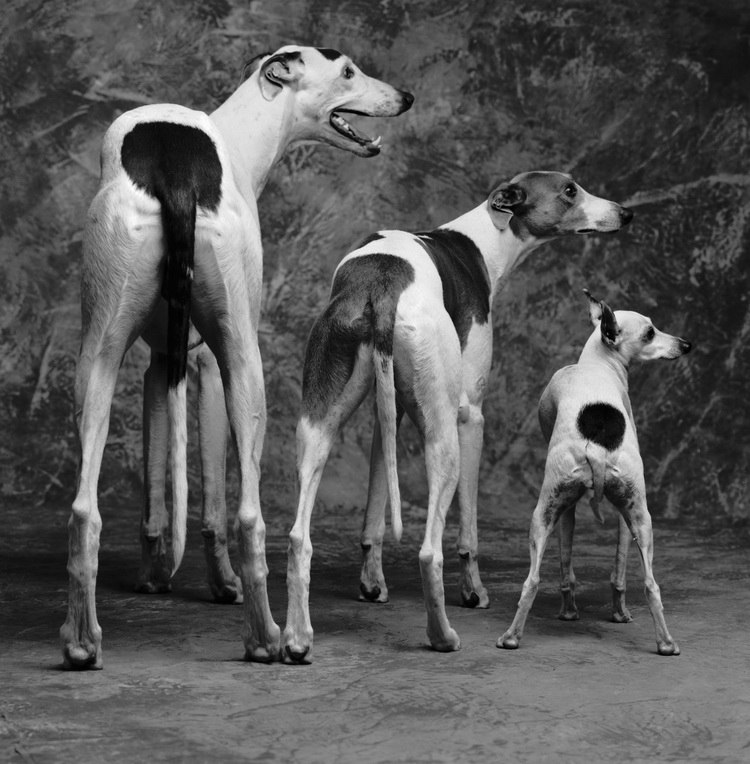 Евгения Люскина Zverenok | Москва