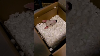 Silly Dog Plays In Box Of Packing Peanuts!