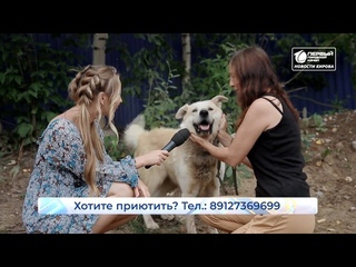 Пристроим вместе  Новости Кирова 27 08 2021