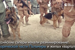 Саперы разминируют Пальмиру