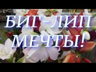 №28/ Обзор свежих орхидей в Леруа Мерлен Новая Адыгея