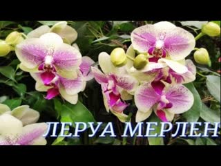 №211/ Шикарный завоз свежих орхидей в Леруа Мерлен  Открытие летнего павильона с садовыми растениями