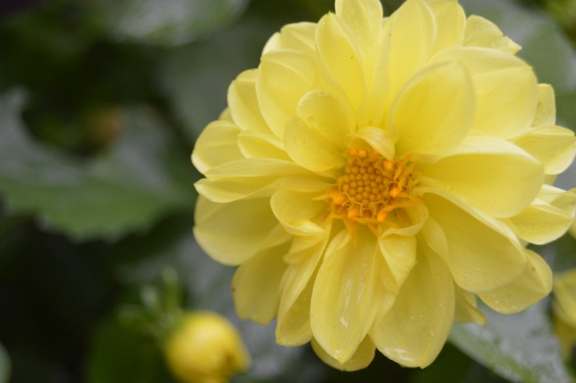 Алла Рогова Митрофановна | Санкт-Петербург