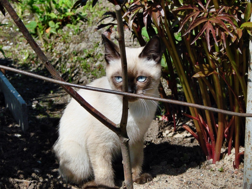 Сергей Никитин | Санкт-Петербург