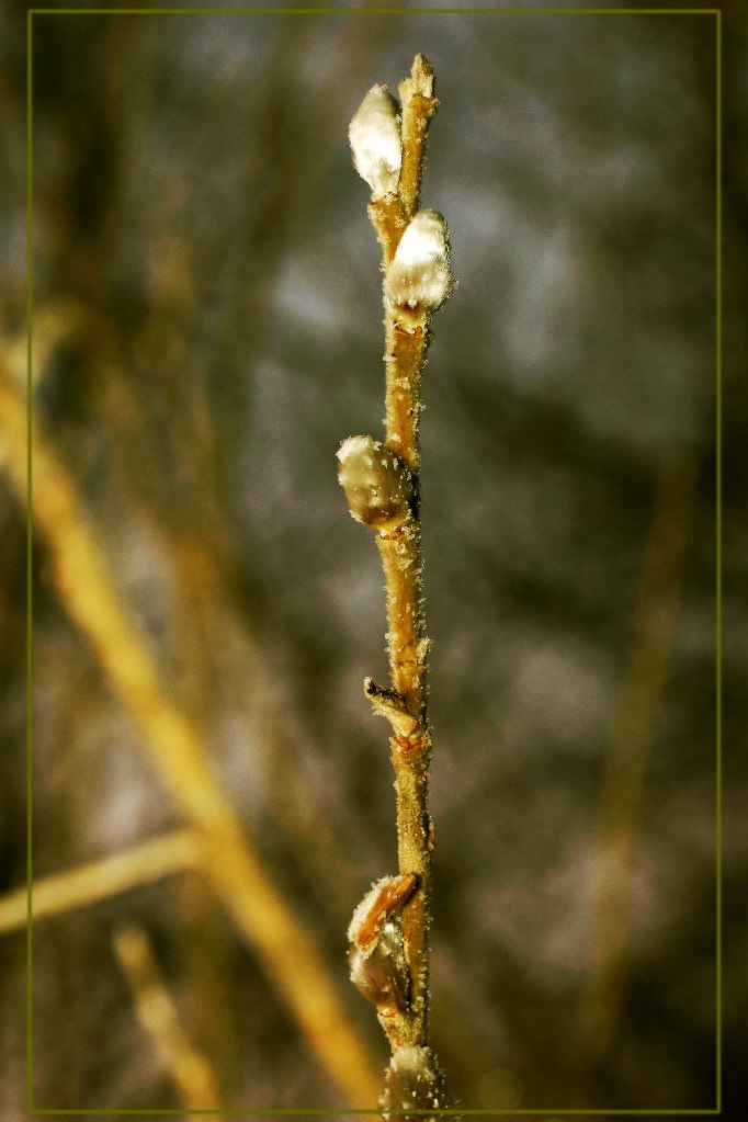 Алексей Михеев | Пенза