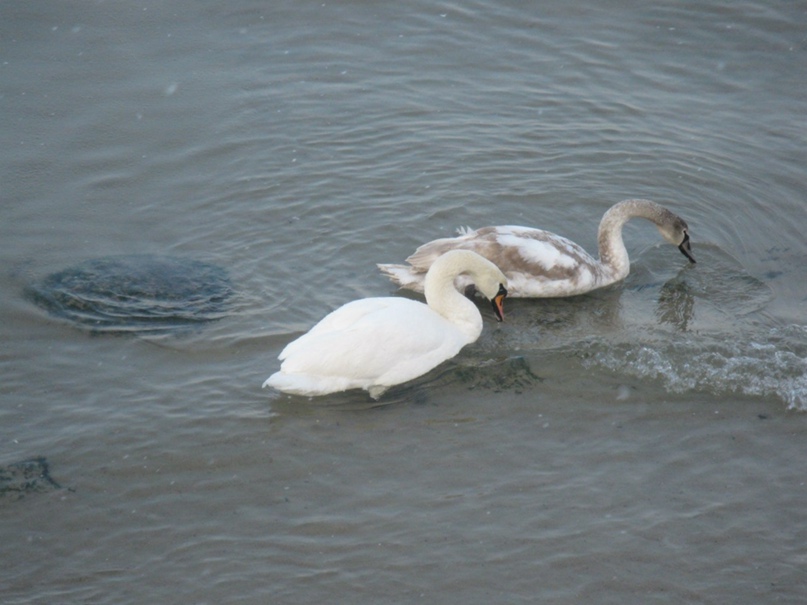 Елена Величко | Санкт-Петербург