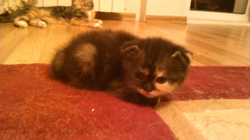 Татьяна Костенко Romashka | Ступино