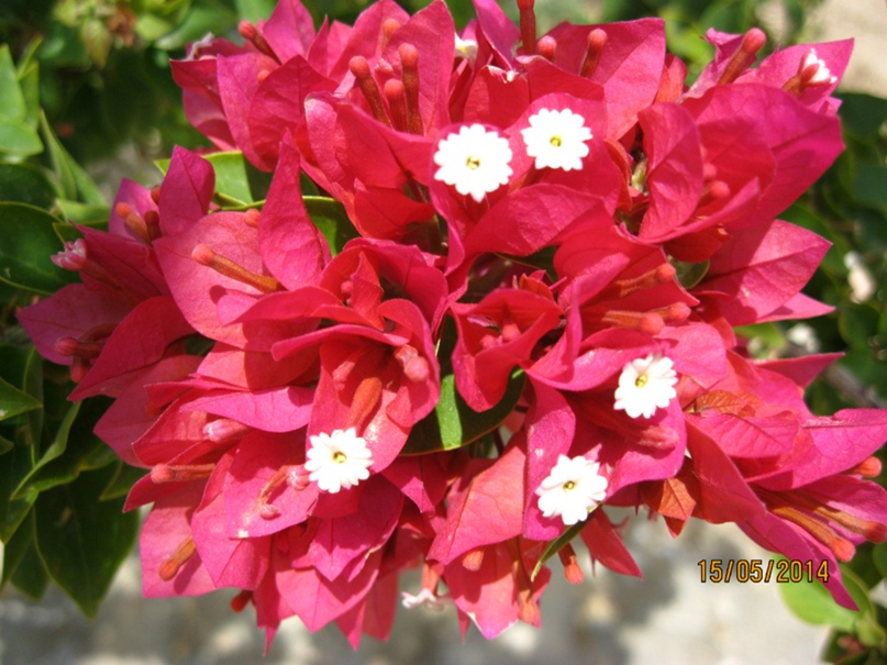 Ника Елисеева | Череповец