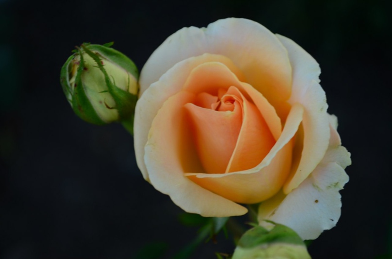 Анастасия Мозговая | Мангуш (Першотравневое)