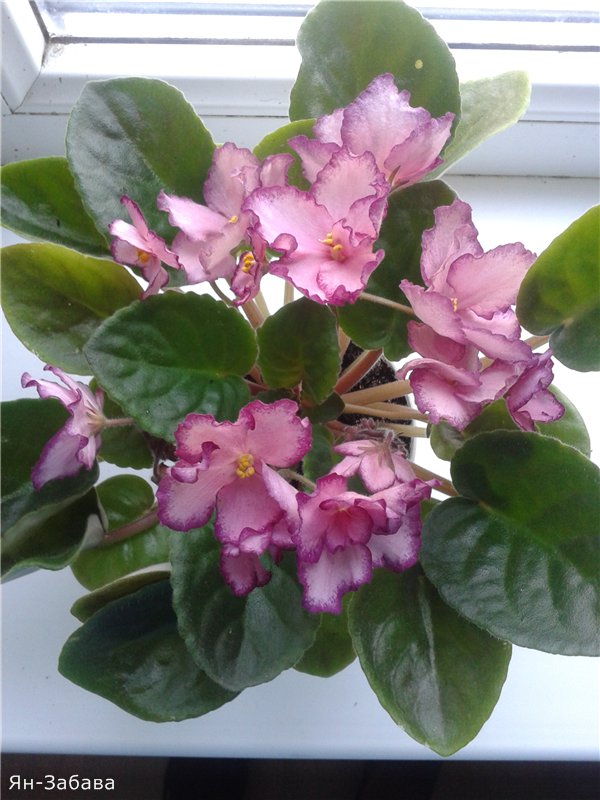 Катя Николаева | Одесса