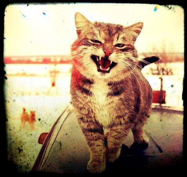 Владислав Зайченко | Новгород-Северский