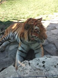 Светлана Оленичева | Геленджик