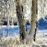 Евгений Сенченко | Знобь-Новгородское