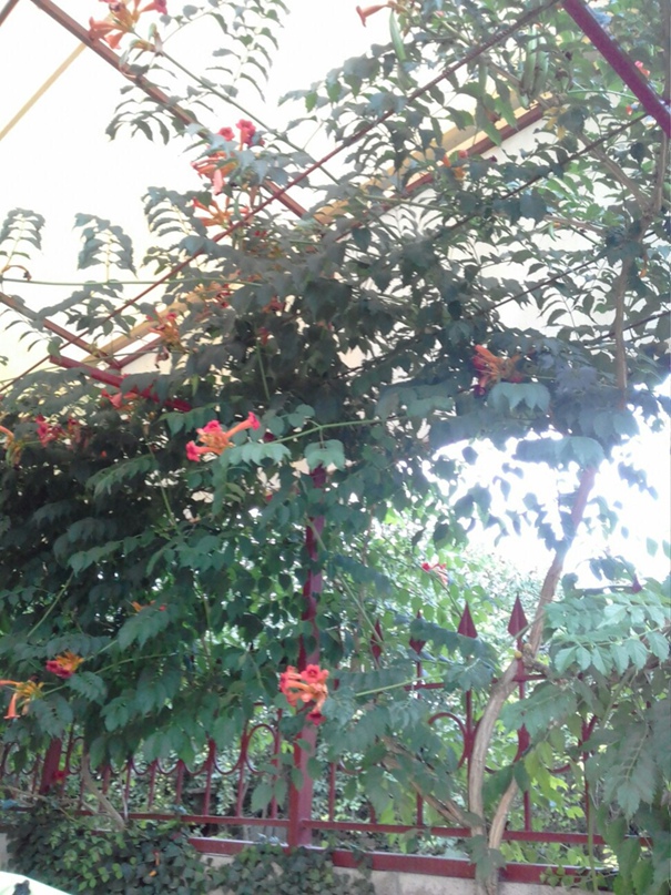 Алла Воронина | Москва