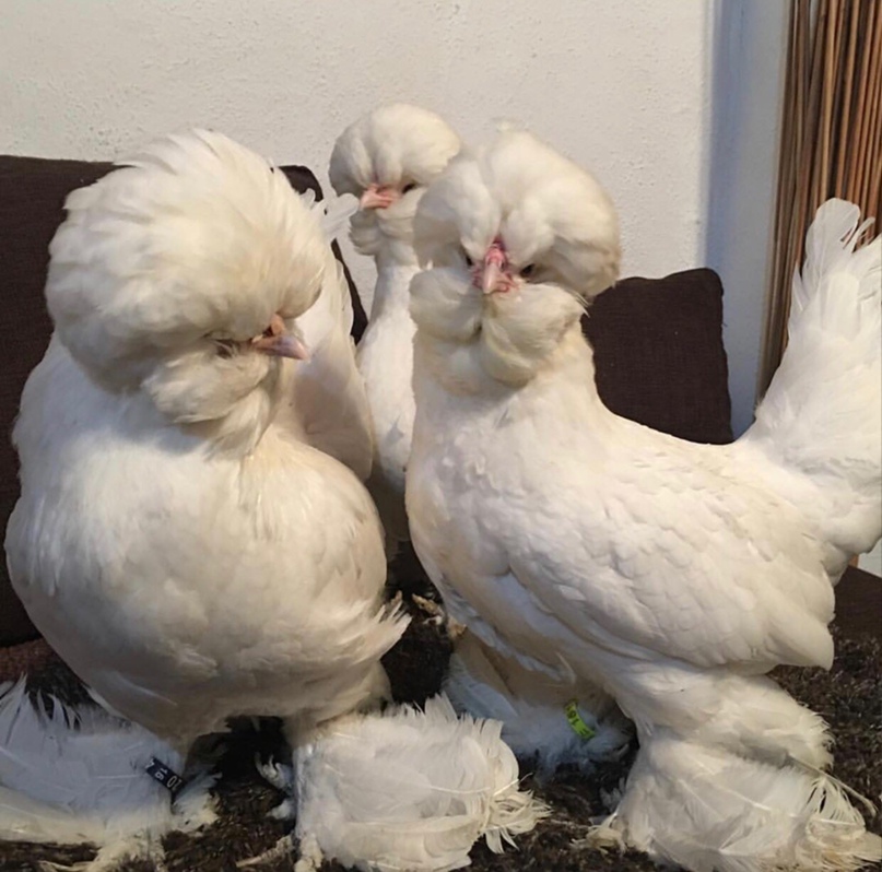 Куры турецкая султанка фото и описание Куры турецкая султанка фото и описание