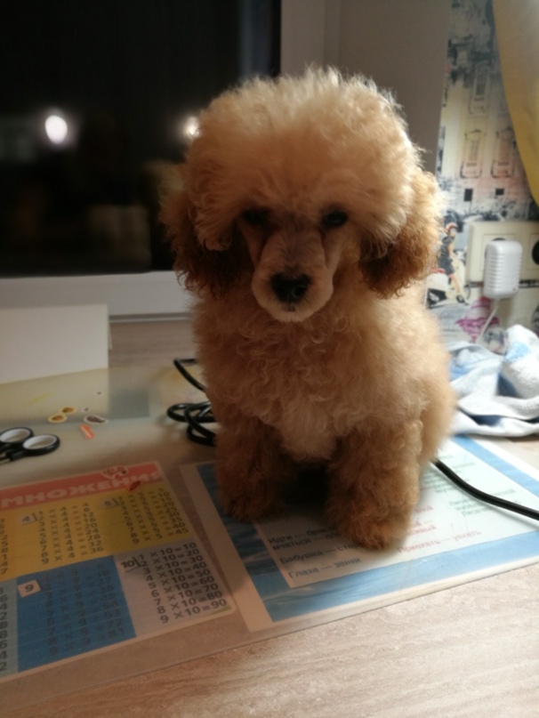 Елена Сульг | Пушкин