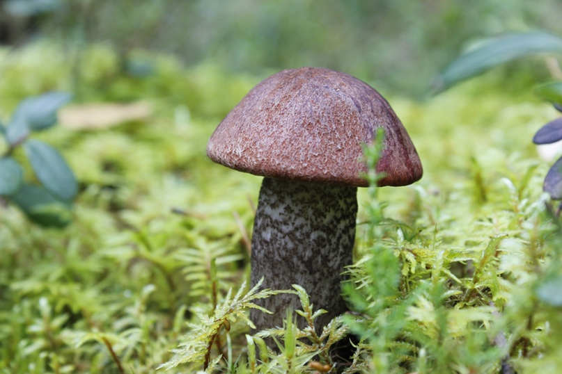 Анна Касаткина Antracit | Санкт-Петербург