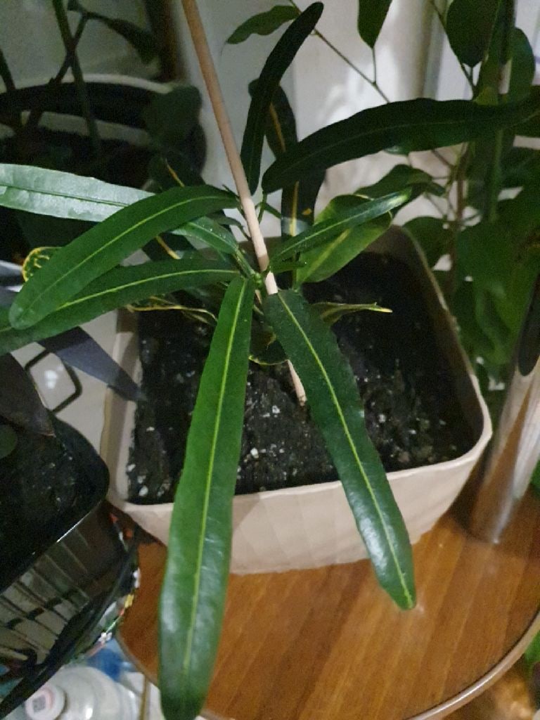 Наташа Тюменцева | Красноярск