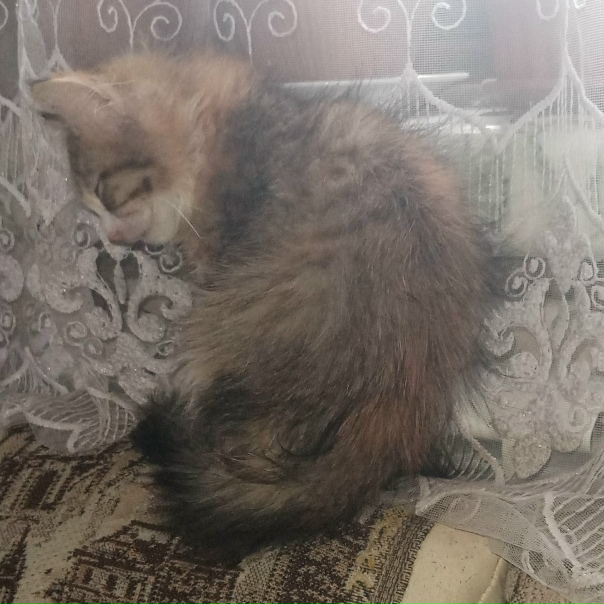 анонимно. срочно нужно приютить двух котов и двух кошек.