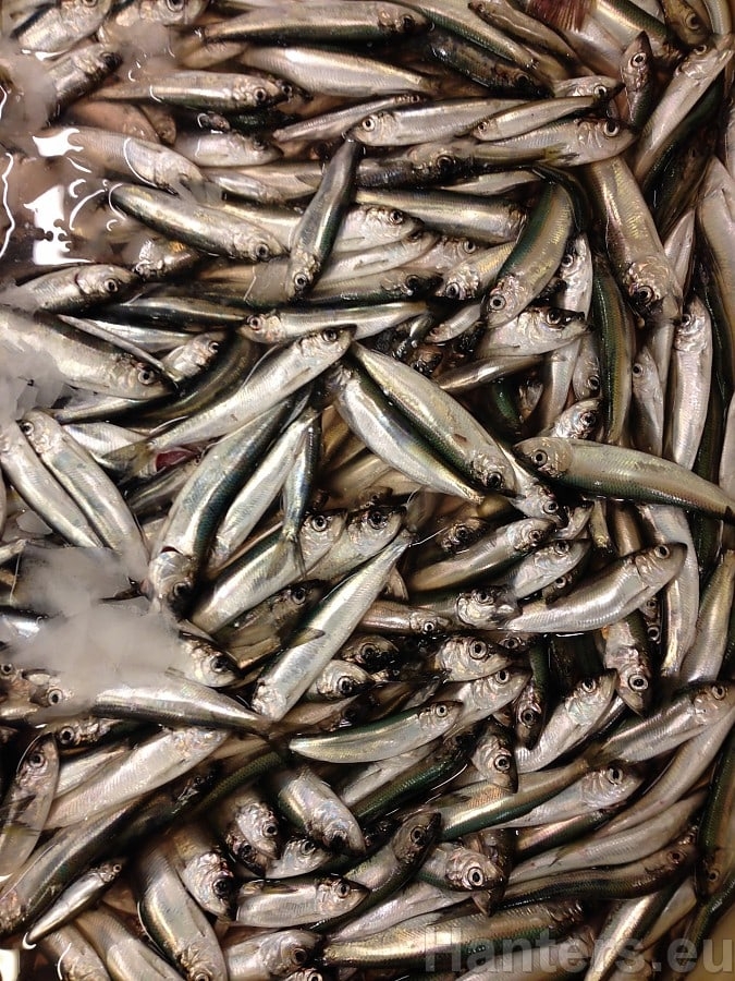 Салака в море Салака в море