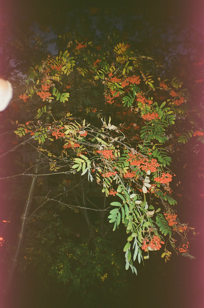 Анастасия Горбунова | Кострома