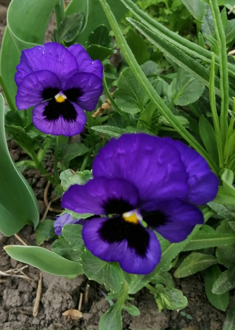 Елена Цуканова | Орёл