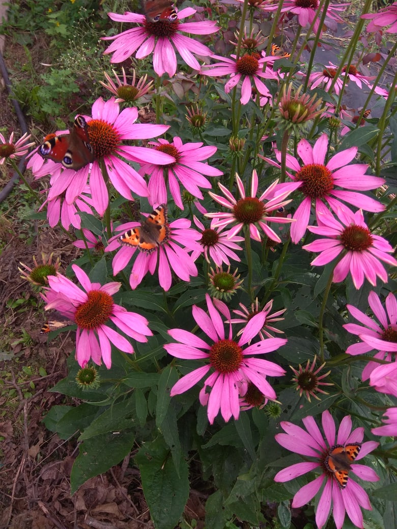 Елена Теплякова | Апатиты