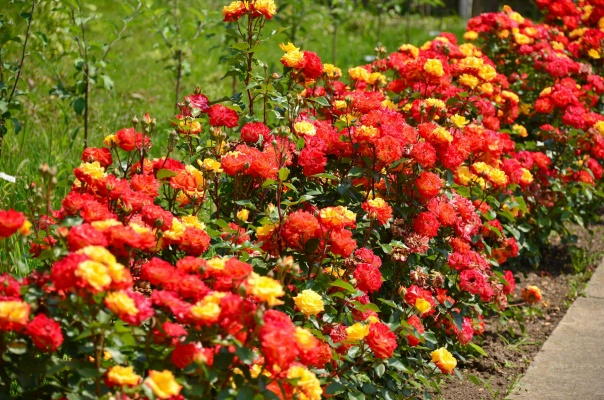 Роза флорибунда фото и описание Роза флорибунда фото и описание