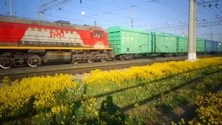 ТЭМ2УМ-194. Именной. Прибывает со станции Томицы с грузовым. Петрозаводск.