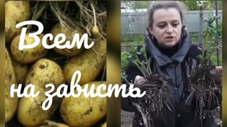 Ранний картофель к концу июня. От проращивания до первой копки
