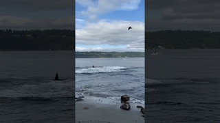 Orca whales hunting seals in commencement bay at point defiance. September 16, 2023