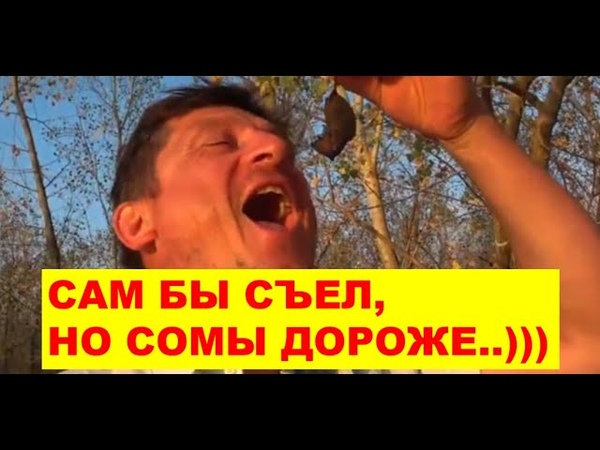 Ловля сома на жареную мышь. Эксперимент. Нижняя Волга