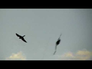 Ворона атакует ястреба ! Crow attacks a hawk !