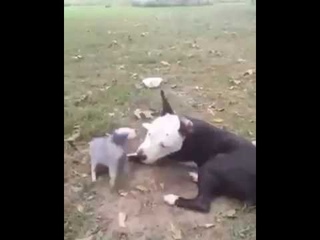 Геймный свин