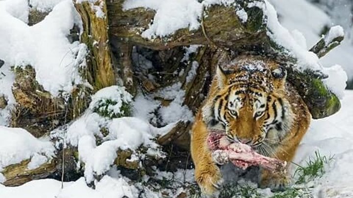 BBC Зимняя сказка для зверей Snow Animals