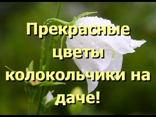 Цветы колокольчики, простые, но прекрасные. Фото колокольчиков