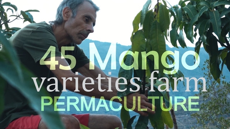 45 Mango Varieties in Exotic Fruit Farm in South of Spain, Diverse Dynamic Permaculture by