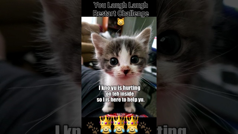 So You Think you NEED a Cat , funny, animals,