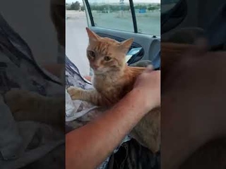 Чужой РЫЖИЙ КОТ  запрыгнул к нам в машину