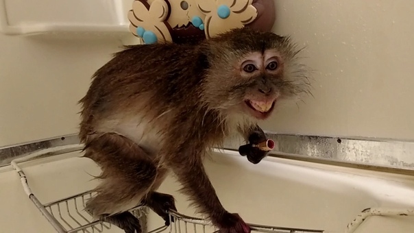 Java macaque celebrates National lipstick day showin off her