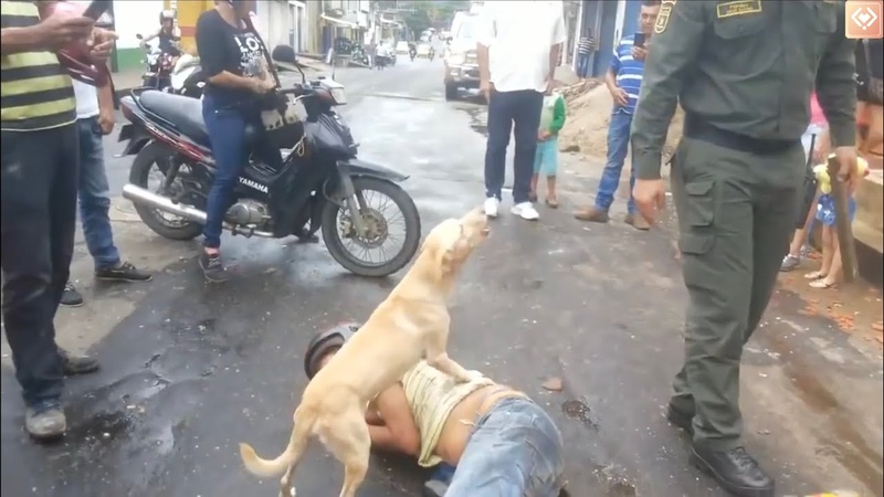 Chú chó bảo vệ chủ say rượu ( The dog guards the drunken owner Friend forever), Alo