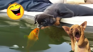 Try Not To Laugh Funny Cats and Dogs Videos 2024  Best Funny Animals Videos