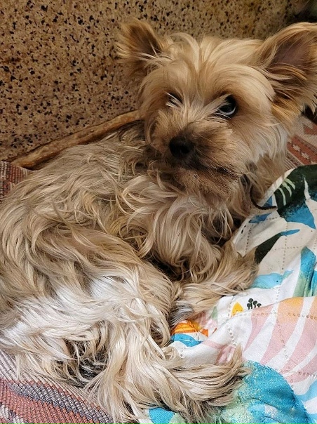 Фото собака нижний новгород Фото собака нижний новгород