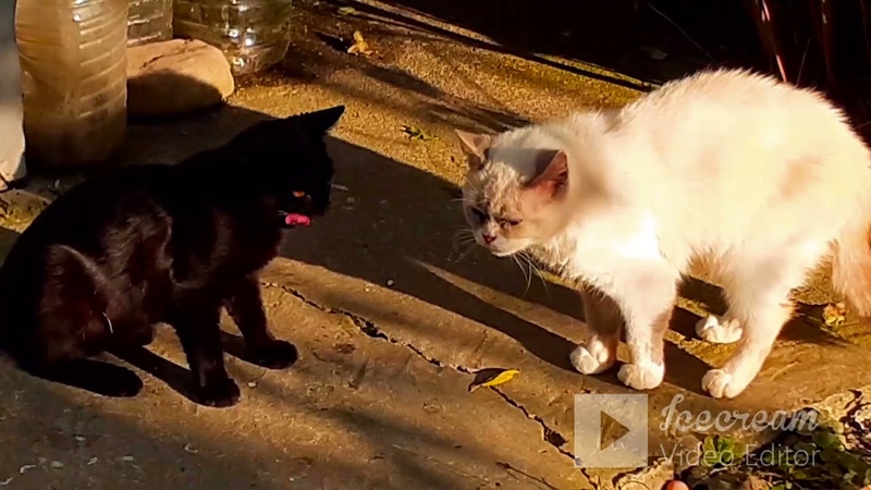 Молоденький черный котик и его подруга кошка Лиза, гуляли в